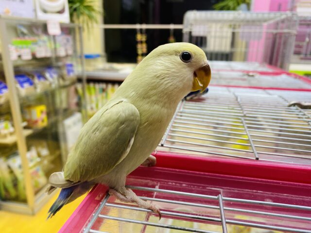 コザクラインコ（小桜インコ）