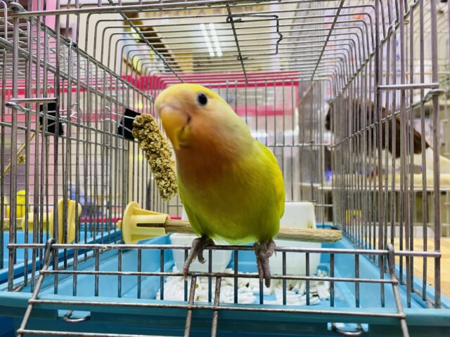 コザクラインコ（小桜インコ）