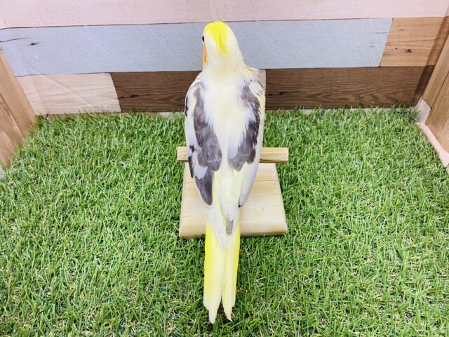 オカメインコ