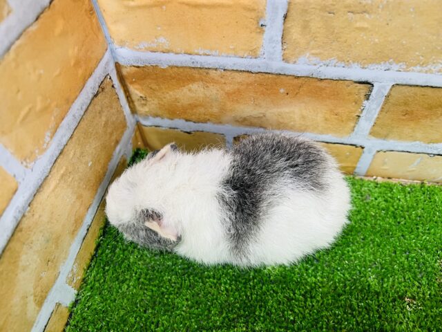 テディモルモット