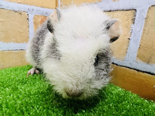 テディモルモット