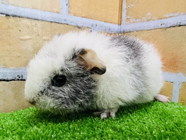 テディモルモット