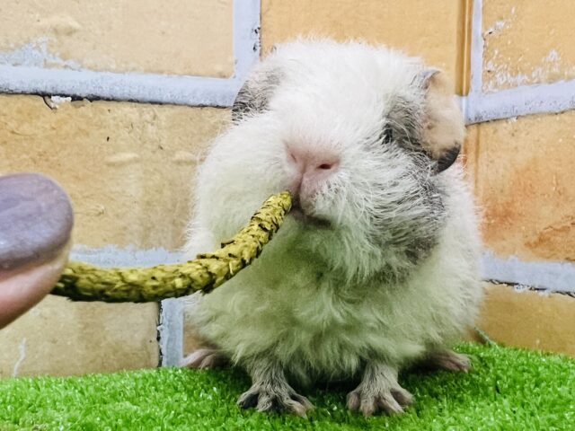 テディモルモット