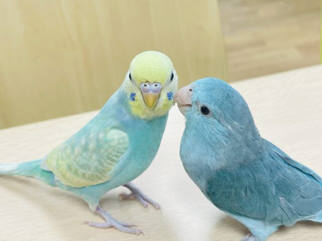 セキセイインコ