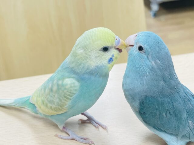 セキセイインコ