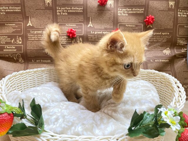 ❣️にゃんこサイコー٩(ˊᗜˋ*)وマンチカン(レッドマッカレルタビー)❤️𓈒𓏸男の子💙2024年11月20日生まれ マンチカン