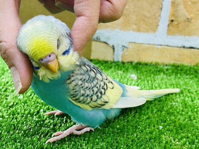 セキセイインコ