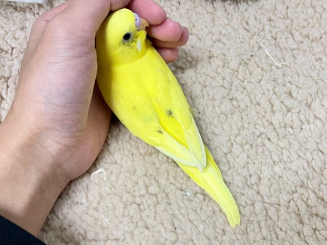 セキセイインコ