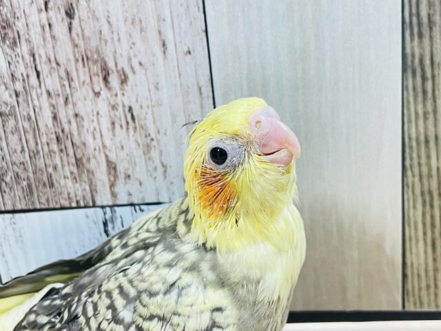 オカメインコ
