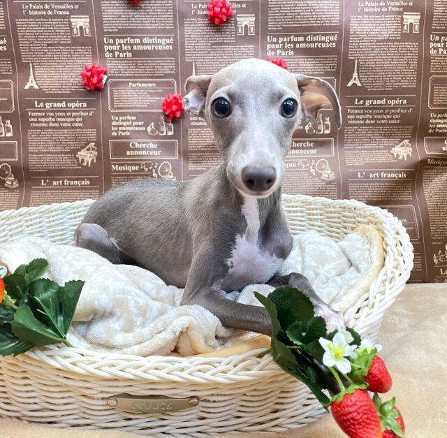 イタリアングレーハウンド