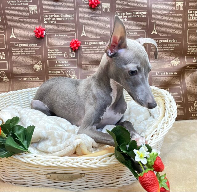 イタリアングレーハウンド