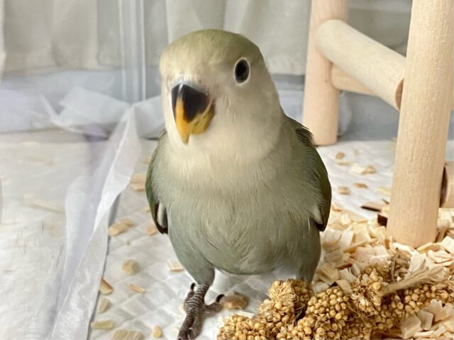 コザクラインコ（小桜インコ）