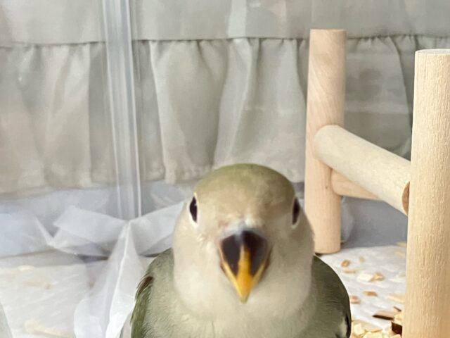 コザクラインコ（小桜インコ）