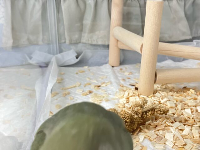 コザクラインコ（小桜インコ）