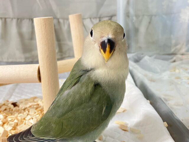 コザクラインコ（小桜インコ）