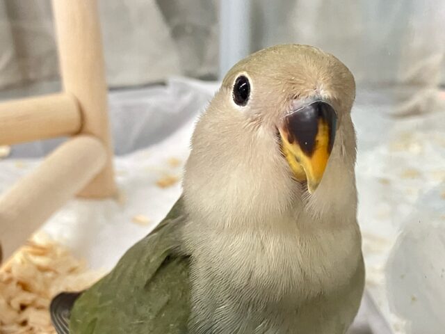 コザクラインコ（小桜インコ）