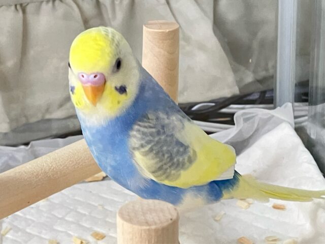 セキセイインコ