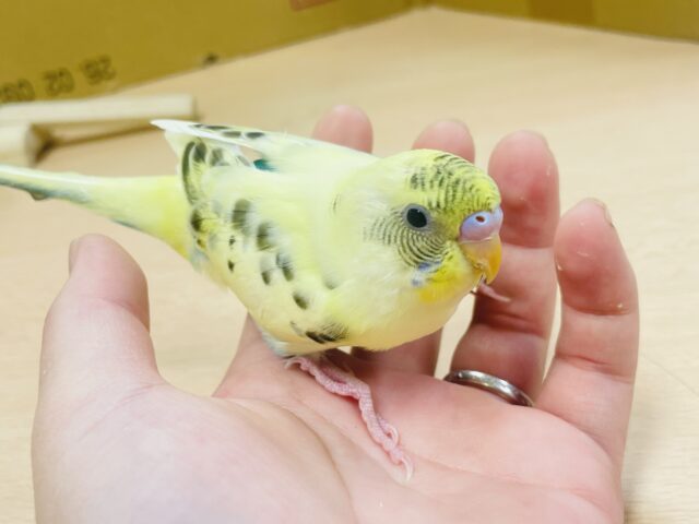 セキセイインコ