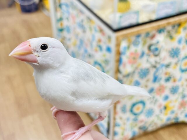 白文鳥
