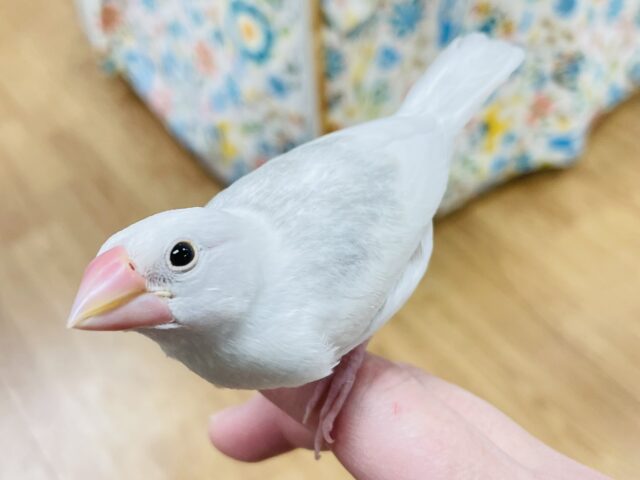 白文鳥