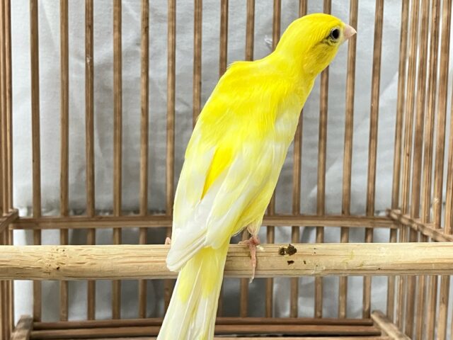 スタイル抜群❣️足スラリ😎✧︎*細カナリア(💙男の子💙2024年4月生まれ) 細カナリア(ホソカナリア)