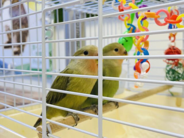 コザクラインコ（小桜インコ）