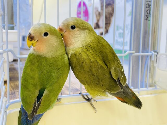 コザクラインコ（小桜インコ）