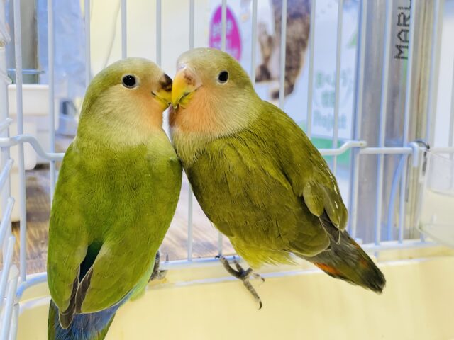コザクラインコ（小桜インコ）