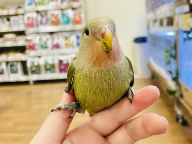 コザクラインコ（小桜インコ）