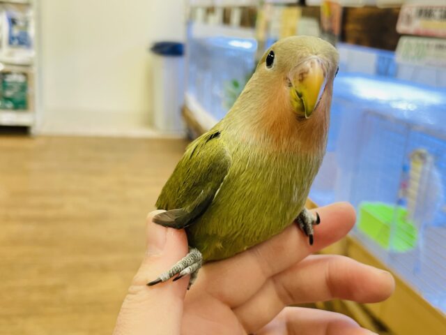 コザクラインコ（小桜インコ）
