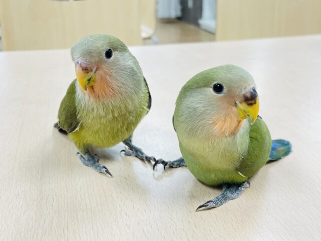 コザクラインコ（小桜インコ）