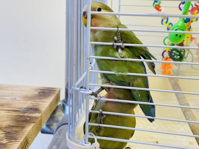 コザクラインコ（小桜インコ）