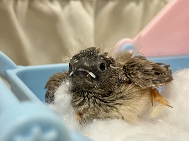 錦花鳥（キンカチョウ）