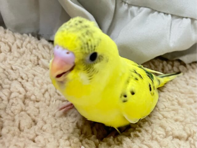セキセイインコ