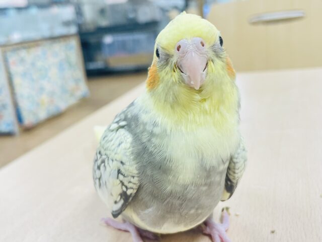 オカメインコ