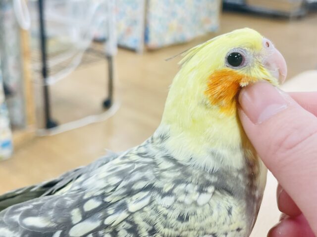 オカメインコ