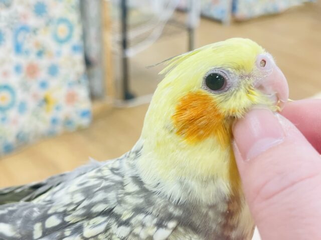 オカメインコ