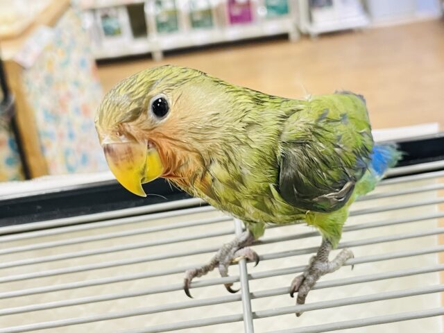 コザクラインコ（小桜インコ）