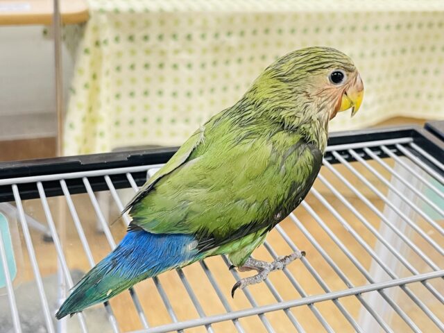 コザクラインコ（小桜インコ）