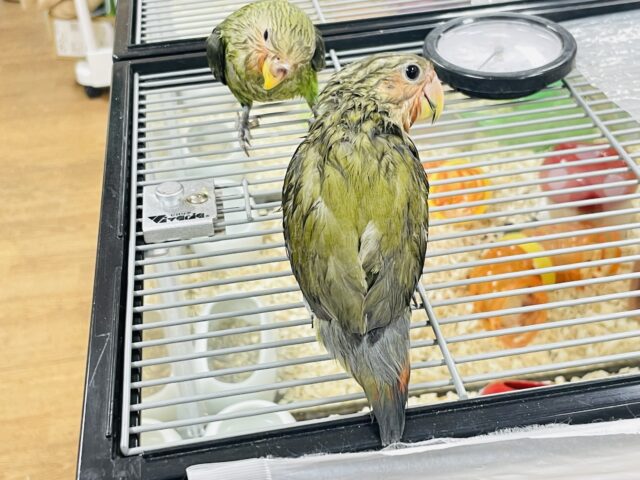 コザクラインコ（小桜インコ）