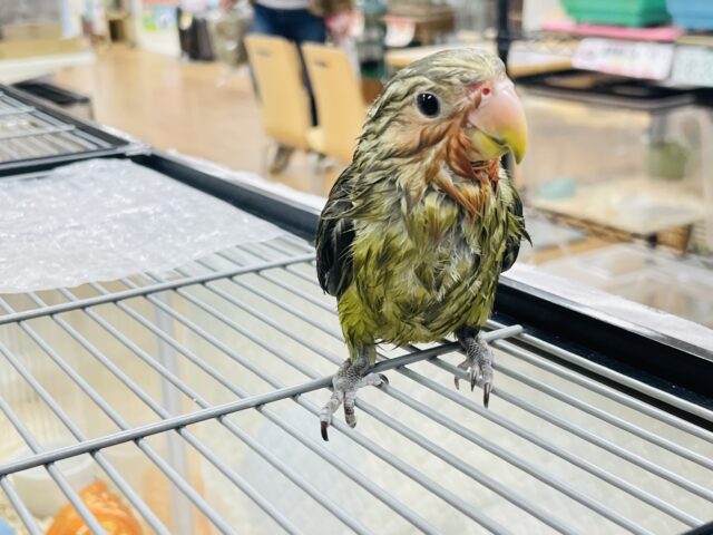 コザクラインコ（小桜インコ）