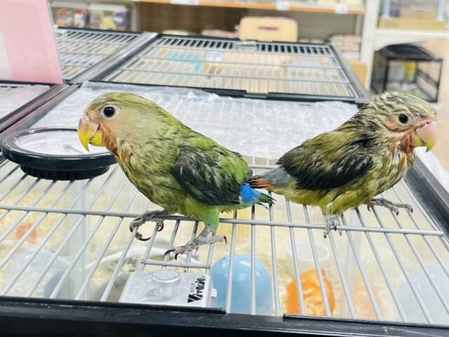 コザクラインコ（小桜インコ）