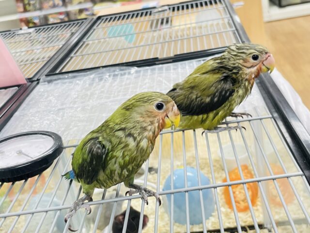 コザクラインコ（小桜インコ）