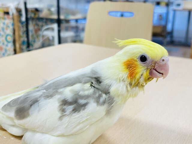 オカメインコ
