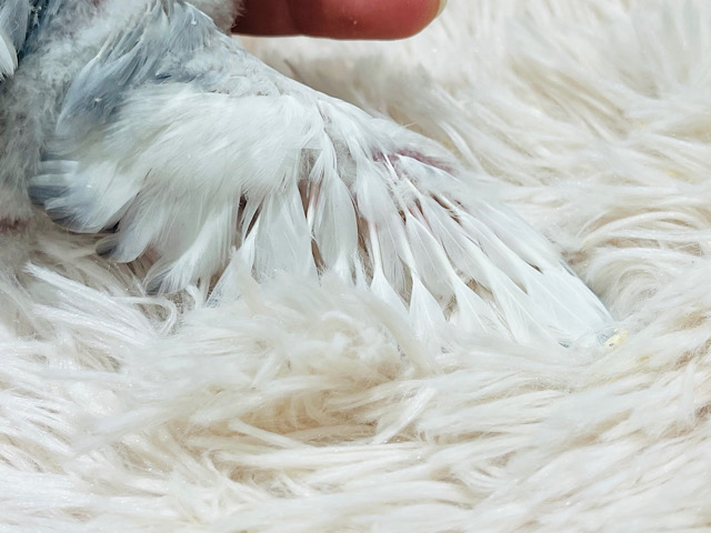 コザクラインコ（小桜インコ）