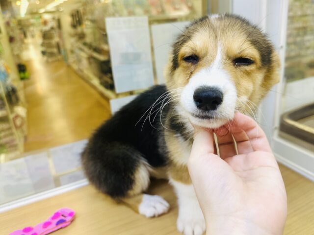 ウェルシュコーギー・ペンブローグ