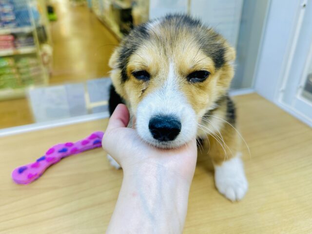 ウェルシュコーギー・ペンブローグ