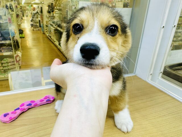 ウェルシュコーギー・ペンブローグ