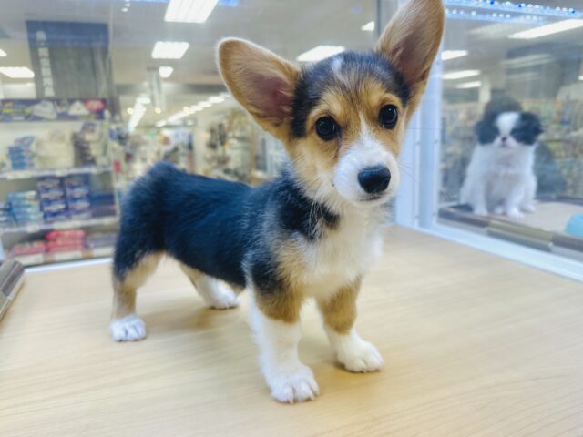 ウェルシュコーギー・ペンブローグ