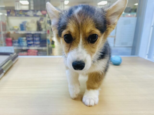 ウェルシュコーギー・ペンブローグ